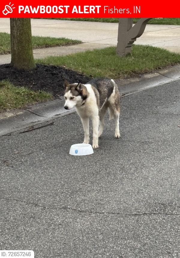 Lost Female Dog last seen Mollenkopf & Windermere Blvd, Fishers, IN 46256