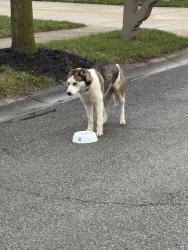 Lost Female Dog last seen Mollenkopf & Windermere Blvd, Fishers, IN 46256