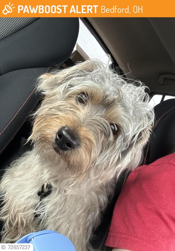 Found/Stray Male Dog last seen Near Rockside Rd Bedford, OH  44146 United States, Bedford, OH 44146