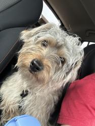 Found/Stray Male Dog last seen Near Rockside Rd Bedford, OH  44146 United States, Bedford, OH 44146