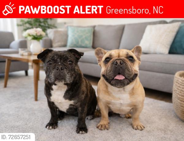 Lost Female Dog last seen Hewitt Street and Norwalk Street, Greensboro, NC 27407