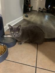 Lost Male Cat last seen Delta Ave & 110th st, Mesa, AZ 85208