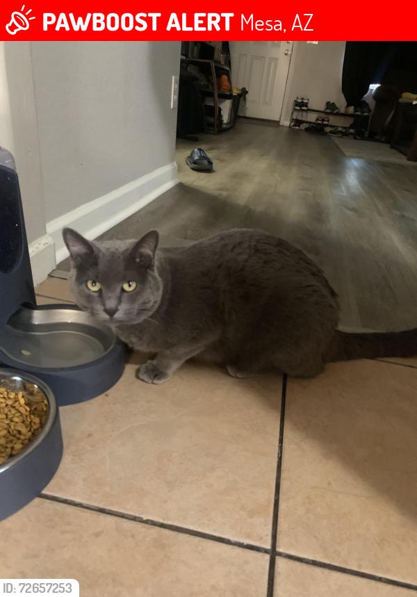 Lost Male Cat last seen Delta Ave & 110th st, Mesa, AZ 85208