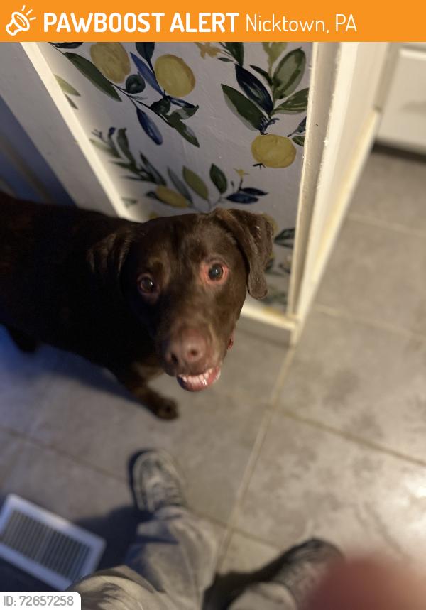 Found/Stray Male Dog last seen Route 422, Nicktown, PA 15762