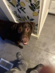 Found/Stray Male Dog last seen Route 422, Nicktown, PA 15762