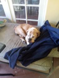 Lost Male Dog last seen Near ave an 288 st, Homestead, FL 33030