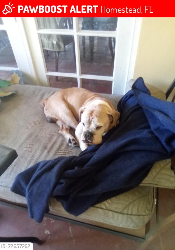 Lost Male Dog last seen Near ave an 288 st, Homestead, FL 33030