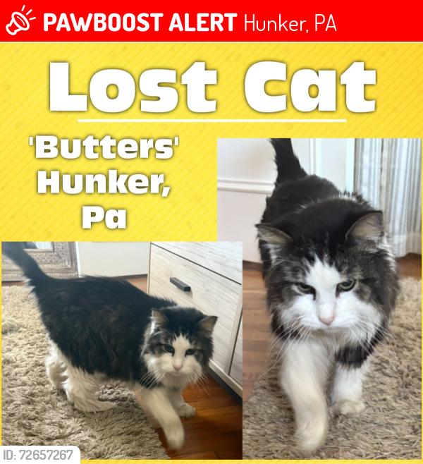 Lost Male Cat last seen Marginal Road & Hunker Waltz Mill Road , Hunker, PA 15639