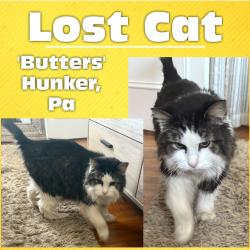 Lost Male Cat last seen Marginal Road & Hunker Waltz Mill Road , Hunker, PA 15639