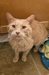 Found/Stray Male Cat last seen Eola Dr. NW, Salem, OR 97304, Salem, OR 97304