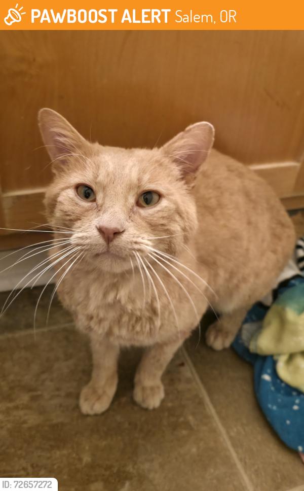 Found/Stray Male Cat last seen Eola Dr. NW, Salem, OR 97304, Salem, OR 97304