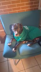 Lost Male Dog last seen Near yosemite st, Denver, CO 80220