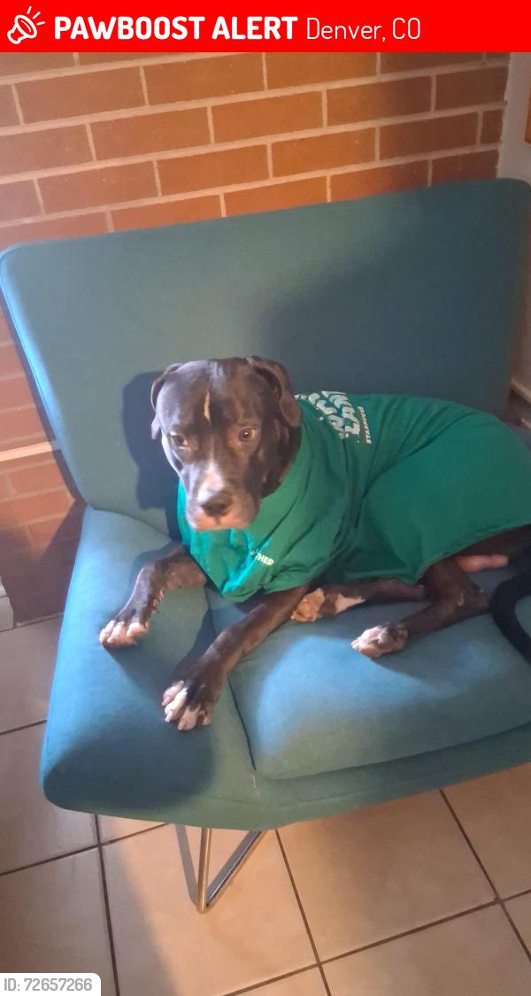 Lost Male Dog last seen Near yosemite st, Denver, CO 80220
