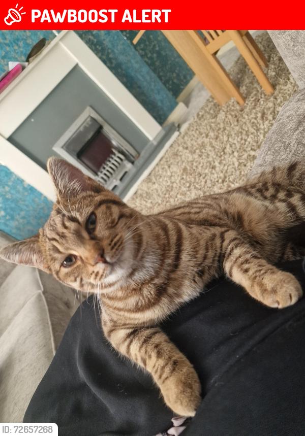 Lost Female Cat last seen Daisey bank road , Greater Manchester, England M14 5QF