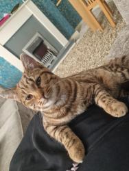 Lost Female Cat last seen Daisey bank road , Greater Manchester, England M14 5QF