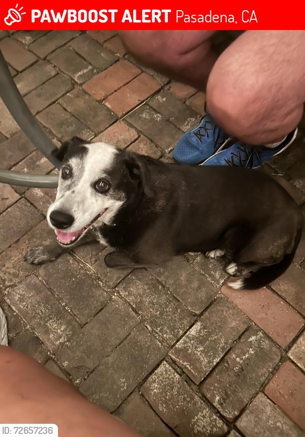 Lost Female Dog last seen Hill and Oranges Grove, Pasadena, CA 91106