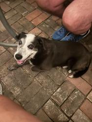 Lost Female Dog last seen Hill and Oranges Grove, Pasadena, CA 91106