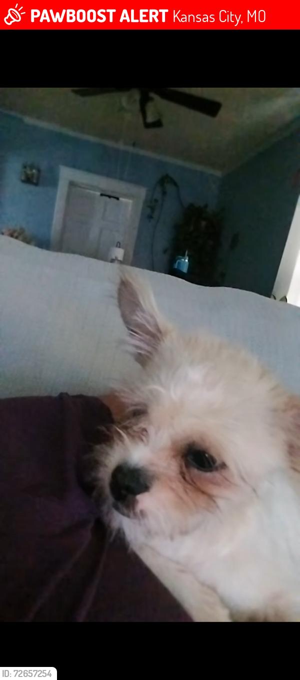 Lost Male Dog last seen Near fuller ave Kansas City mo 64126, Kansas City, MO 64126