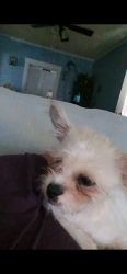 Lost Male Dog last seen Near fuller ave Kansas City mo 64126, Kansas City, MO 64126