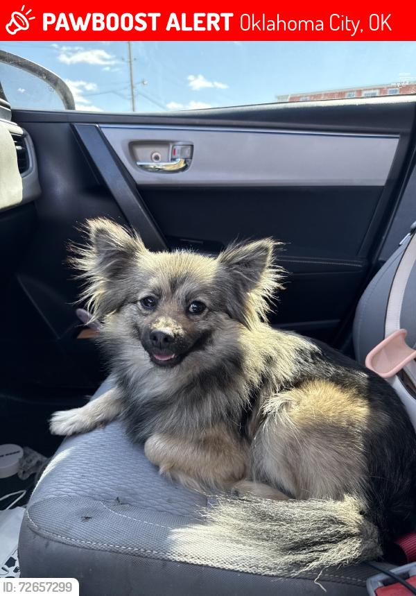 Lost Female Dog last seen golden burrito amazing axtipn comics, Oklahoma City, OK 73107