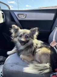 Lost Female Dog last seen golden burrito amazing axtipn comics, Oklahoma City, OK 73107
