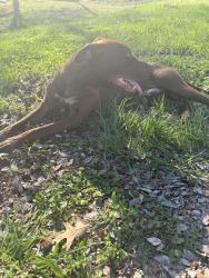 Found/Stray Male Dog last seen Statesville Ave and Atando, Charlotte, NC 28206