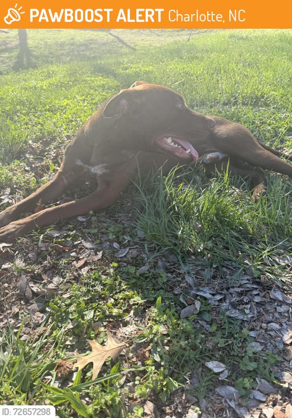 Found/Stray Male Dog last seen Statesville Ave and Atando, Charlotte, NC 28206