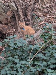 Lost Female Cat last seen Dorothy Street, Cary, NC 27511, Cary, NC 27511