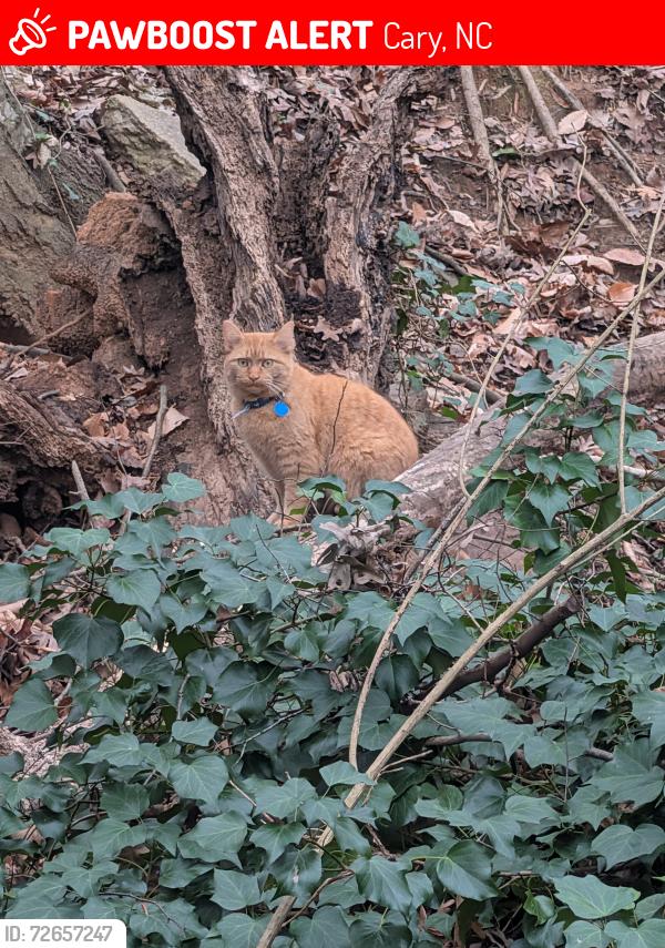Lost Female Cat last seen Dorothy Street, Cary, NC 27511, Cary, NC 27511