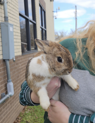 Found/Stray Unknown Rabbit last seen Behind Little Elementary, Arlington, TX 76016