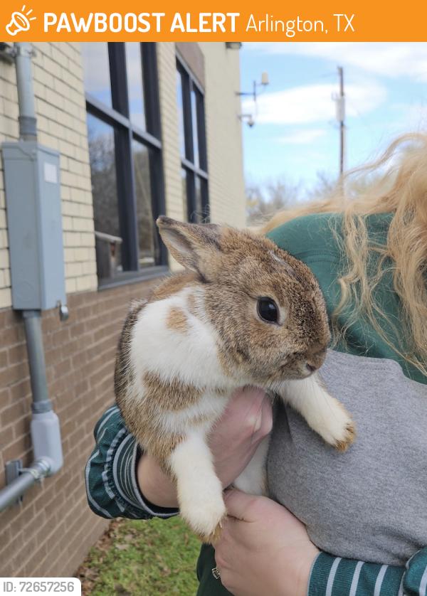 Found/Stray Unknown Rabbit last seen Behind Little Elementary, Arlington, TX 76016