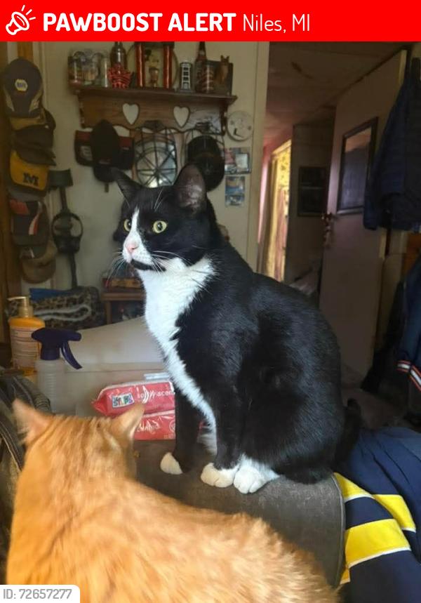 Lost Male Cat last seen Miller DR, Lawton ST, Niles, MI 49120