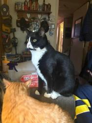 Lost Male Cat last seen Miller DR, Lawton ST, Niles, MI 49120