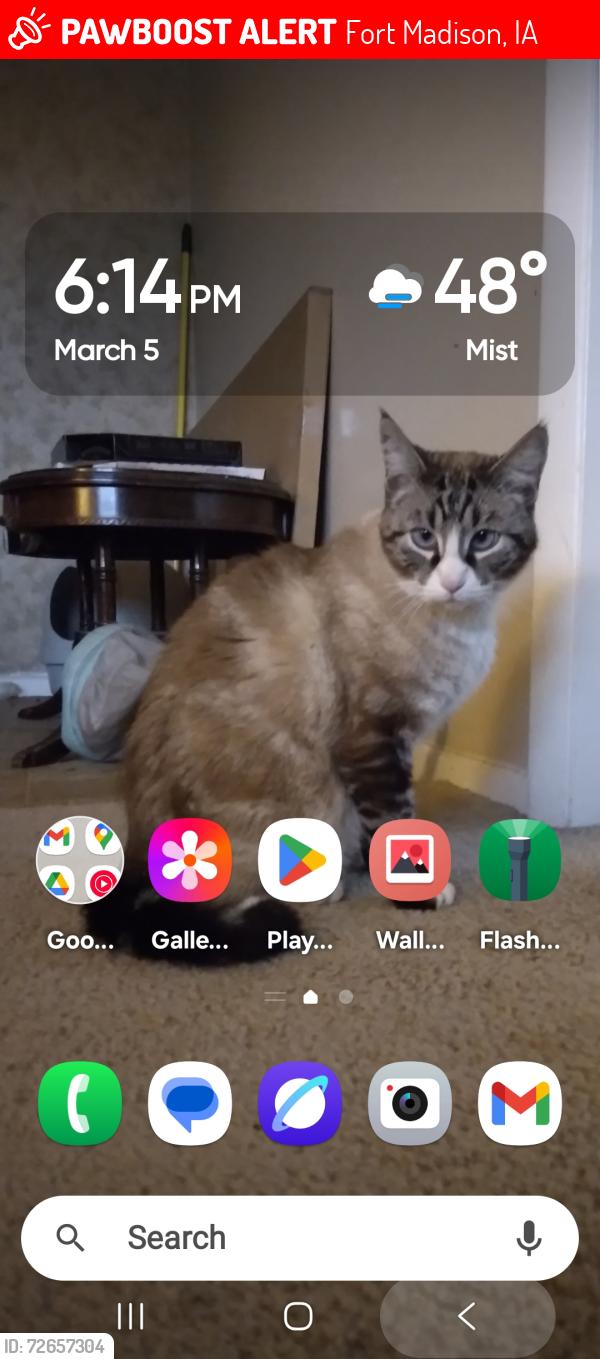 Lost Male Cat last seen 9th and ave G, Fort Madison, IA 52627