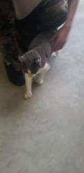 Found/Stray Female Cat last seen Norris Rd. and Bratcher, Bakersfield, CA 93312