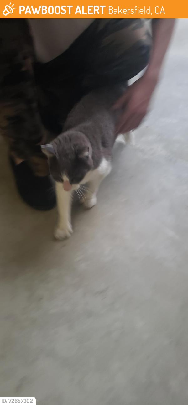 Found/Stray Female Cat last seen Norris Rd. and Bratcher, Bakersfield, CA 93312