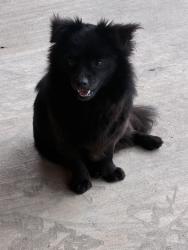 Found/Stray Female Dog last seen Near Northwestern , San Antonio, TX 78238