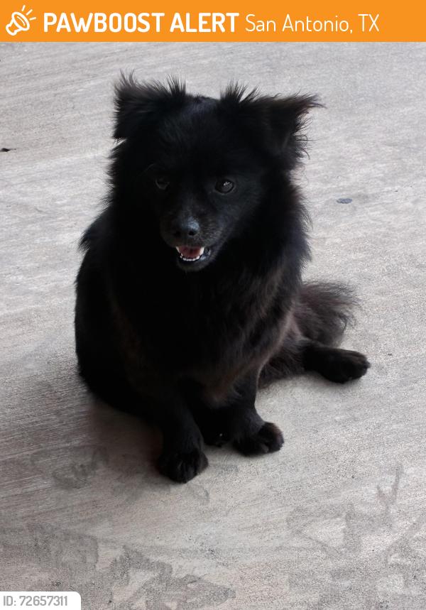 Found/Stray Female Dog last seen Near Northwestern , San Antonio, TX 78238