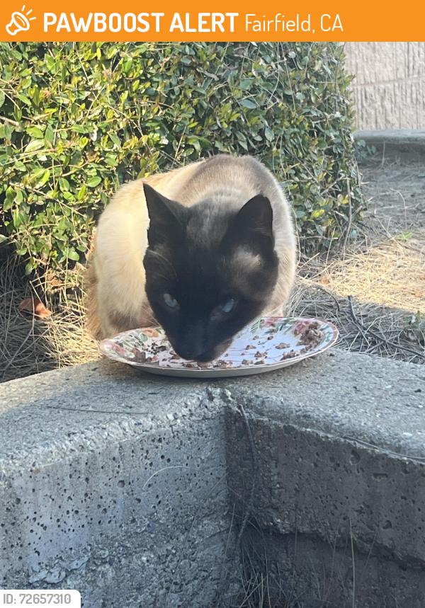 Found/Stray Male Cat last seen Gold hill, Fairfield, CA 94534
