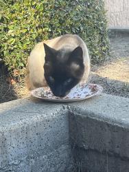 Found/Stray Male Cat last seen Gold hill, Fairfield, CA 94534
