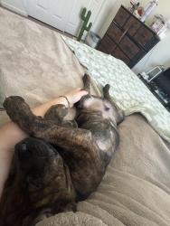 Found/Stray Male Dog last seen Southern highlands pkwy & Dean Martin , Las Vegas, NV 89183