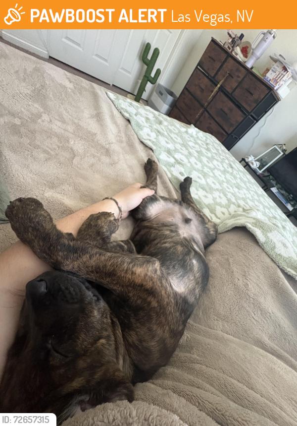 Found/Stray Male Dog last seen Southern highlands pkwy & Dean Martin , Las Vegas, NV 89183