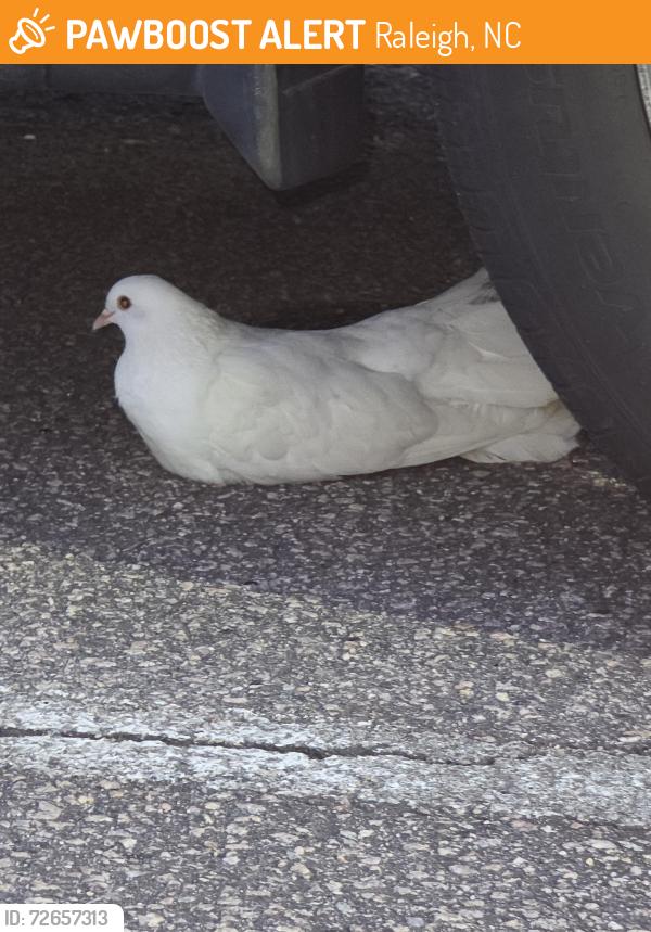 Found/Stray Unknown Bird last seen Buffalo Road Athletic Park 5908 Buffaloe Rd, Raleigh, NC 27616, Raleigh, NC 27616