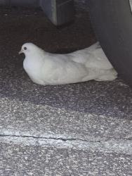 Found/Stray Unknown Bird last seen Buffalo Road Athletic Park 5908 Buffaloe Rd, Raleigh, NC 27616, Raleigh, NC 27616