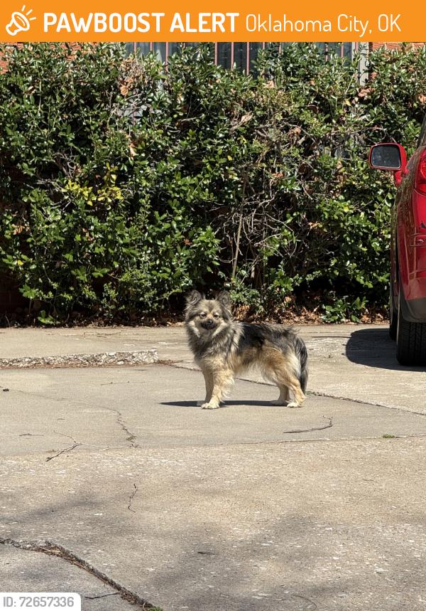Found/Stray Female Dog last seen Amazing action comics, Oklahoma City, OK 73107
