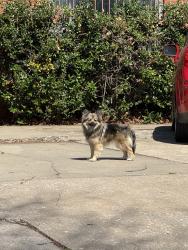 Found/Stray Female Dog last seen Amazing action comics, Oklahoma City, OK 73107
