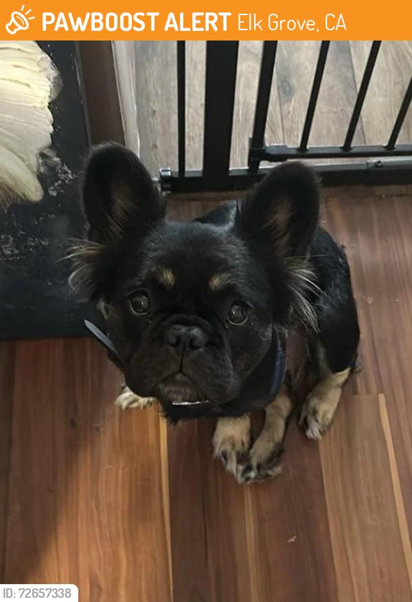 Found/Stray Male Dog last seen Behind  Depot , Elk Grove, CA 95624