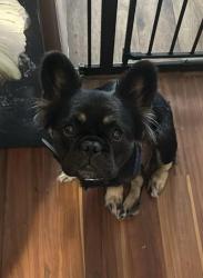 Found/Stray Male Dog last seen Behind  Depot , Elk Grove, CA 95624