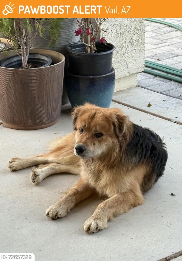 Found/Stray Male Dog last seen E old spanish trail and S pistol hill road, Vail, AZ 85641