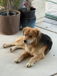 Found/Stray Male Dog last seen E old spanish trail and S pistol hill road, Vail, AZ 85641
